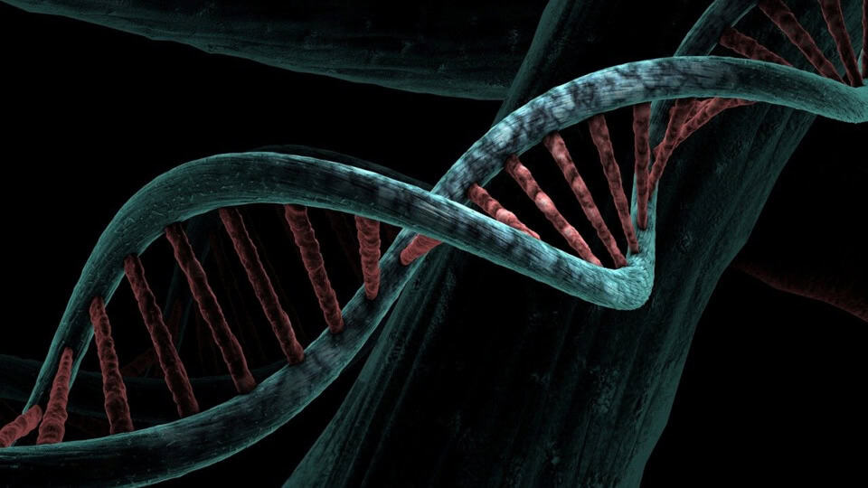 CRISPR DNA