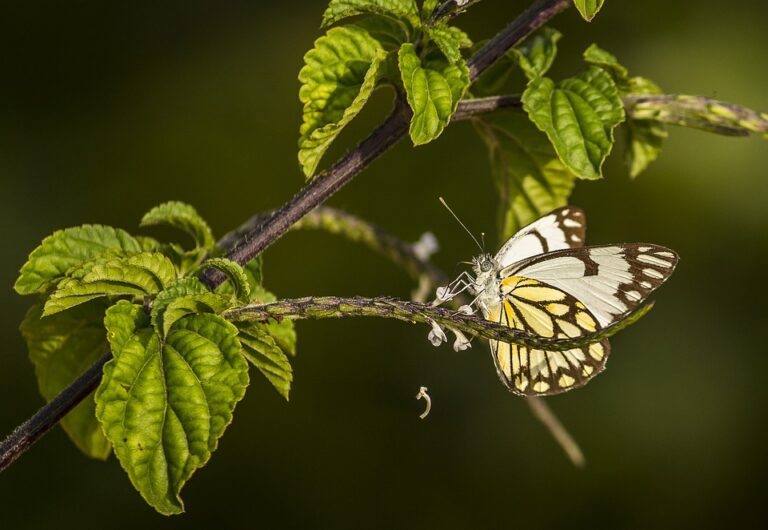 Monsoon Seasons: Nature’s Grand Performance