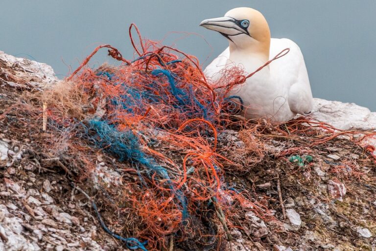 Understanding the Plastic Pollution Crisis