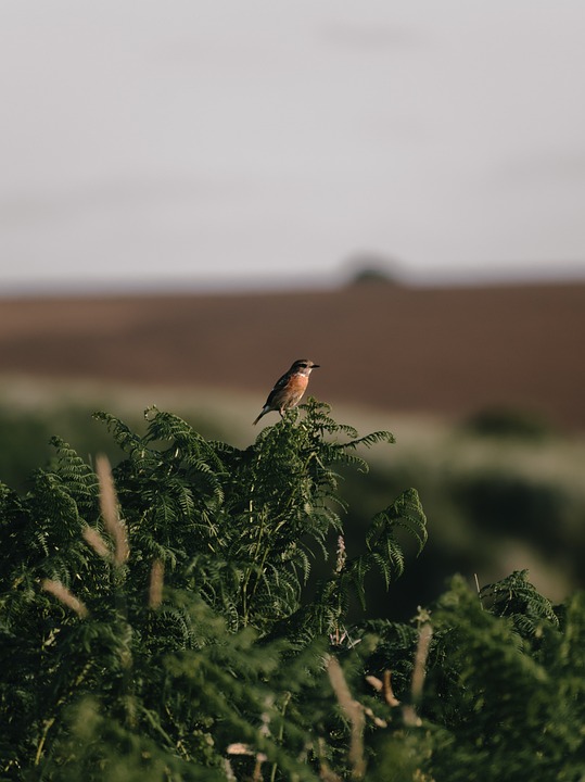 A Focus On Habitat Restoration Projects