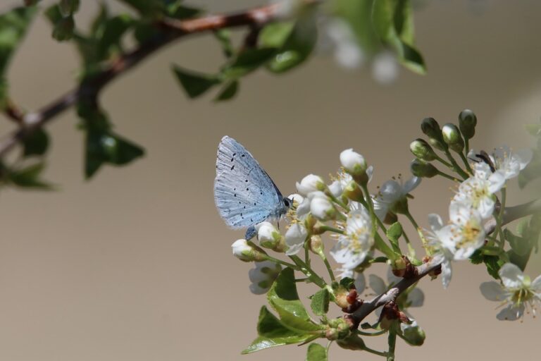 Biodiversity Hotspots: Preserving Our Planet’s Rich Tapestry